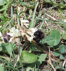 Bombus