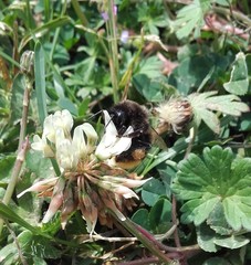 Bombus