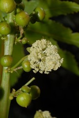 Angiospermae