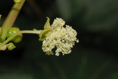 Angiospermae