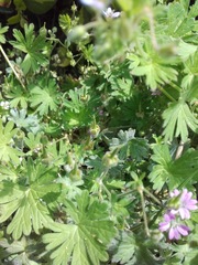 Geranium pusillum