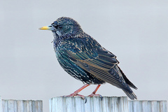 Sturnus vulgaris