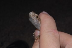 Trachylepis comorensis