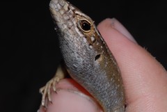 Trachylepis comorensis