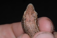 Trachylepis comorensis