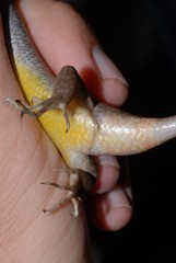 Trachylepis comorensis