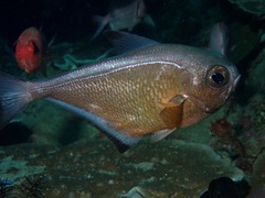 Pempheris vanicolensis