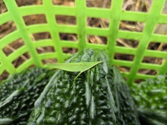 Atractomorpha sinensis sinensis