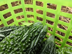 Atractomorpha sinensis sinensis