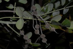 Sophora tomentosa