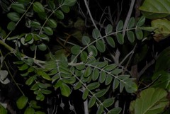 Sophora tomentosa