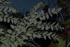 Sophora tomentosa