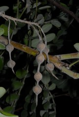 Sophora tomentosa