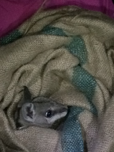Bridled Nailtail Wallaby