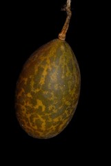 Cucurbitaceae