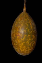 Cucurbitaceae