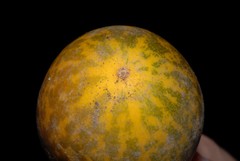 Cucurbitaceae