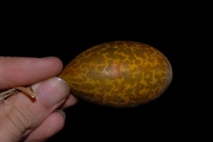 Cucurbitaceae