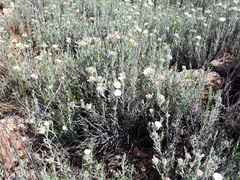 Convolvulus lanuginosus