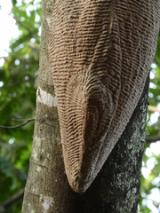Synoeca