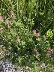 Trifolium pratense