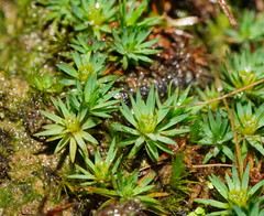 Dawsonia longiseta
