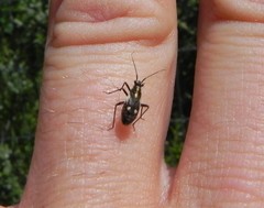 Capsodes sulcatus