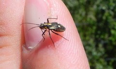 Capsodes sulcatus