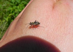 Capsodes sulcatus