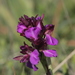 Anacamptis x gennarii - Photo (c) Stefan Gey, some rights reserved (CC BY-NC)