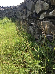 Digitaria sericea