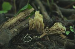 Phaeoclavulina eumorpha