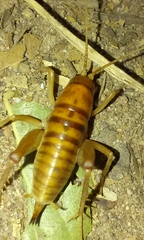 Ceuthophilus hesperus