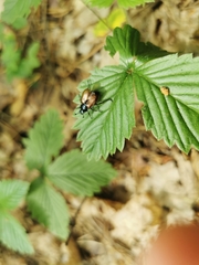 Phyllopertha horticola