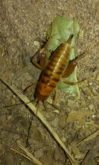 Ceuthophilus hesperus