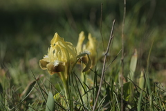Iris pseudopumila