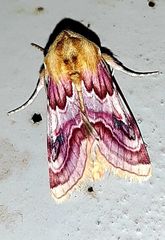 Periphanes delphinii