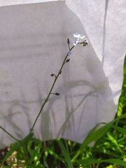 Myosotis arvensis