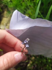 Myosotis arvensis