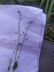 Myosotis arvensis