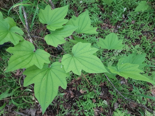 Dioscorea nipponica iNat (2)