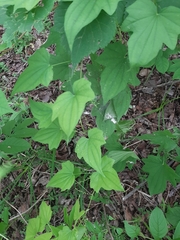 Dioscorea nipponica