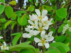 Amelanchier spicata