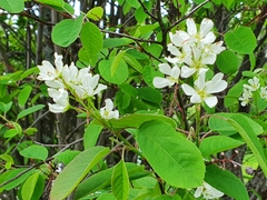 Amelanchier spicata