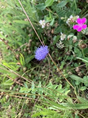 Jasione montana