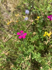 Dianthus deltoides