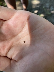 Phrurolithus