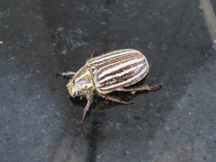 Polyphylla albolineata