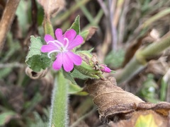 Silene dioica