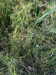 Cyperus haspan juncoides